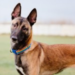 马林诺斯犬-缩略图-1