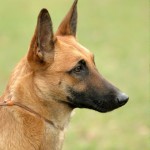 马林诺斯犬-缩略图-2