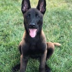 马林诺斯犬-缩略图-3