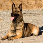 马林诺斯犬-缩略图-4