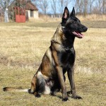 马林诺斯犬-缩略图-5