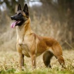 马林诺斯犬-缩略图-7