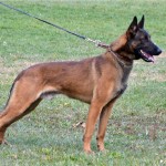 马林诺斯犬-缩略图-8