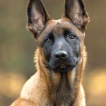 马林诺斯犬-缩略图-9