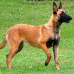 马林诺斯犬-缩略图-10