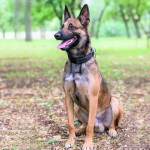 马林诺斯犬-缩略图-12