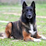 坦比连犬-缩略图-1