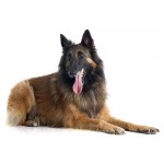 坦比连犬-缩略图-3