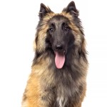 坦比连犬-缩略图-4