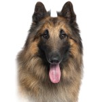 坦比连犬-缩略图-5