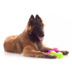 坦比连犬-缩略图-7