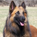 坦比连犬-缩略图-8