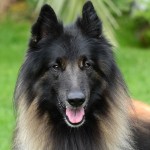 坦比连犬-缩略图-9