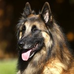 坦比连犬-缩略图-11