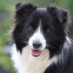 边境牧羊犬-缩略图-1
