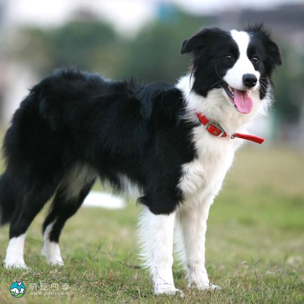 边境牧羊犬-2