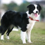 边境牧羊犬-缩略图-2