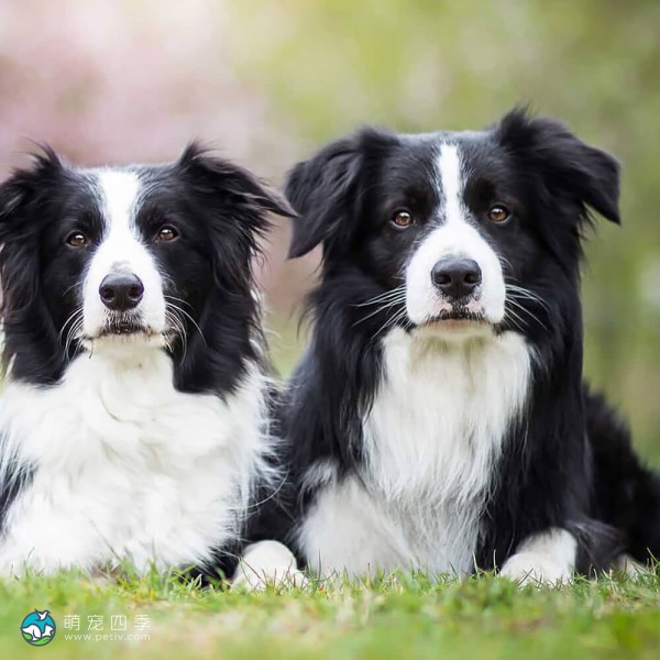 边境牧羊犬-3