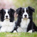 边境牧羊犬-缩略图-3