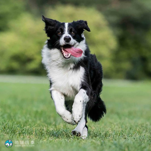边境牧羊犬-6