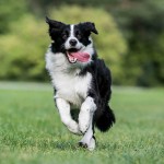 边境牧羊犬-缩略图-6