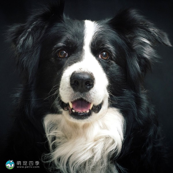 边境牧羊犬-7