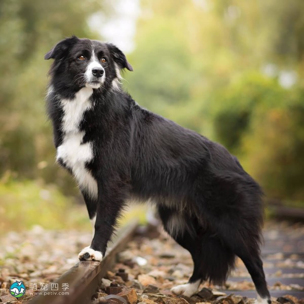 边境牧羊犬-8