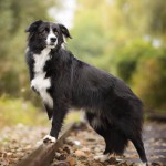 边境牧羊犬-缩略图-8