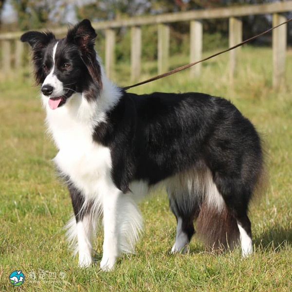 边境牧羊犬-9