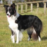 边境牧羊犬-缩略图-9