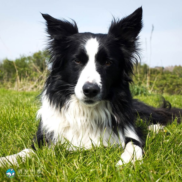 边境牧羊犬-10