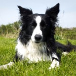 边境牧羊犬-缩略图-10