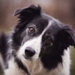 边境牧羊犬-缩略图-11