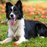 边境牧羊犬-缩略图-12