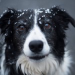 边境牧羊犬-缩略图-13