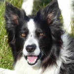 边境牧羊犬-缩略图-14