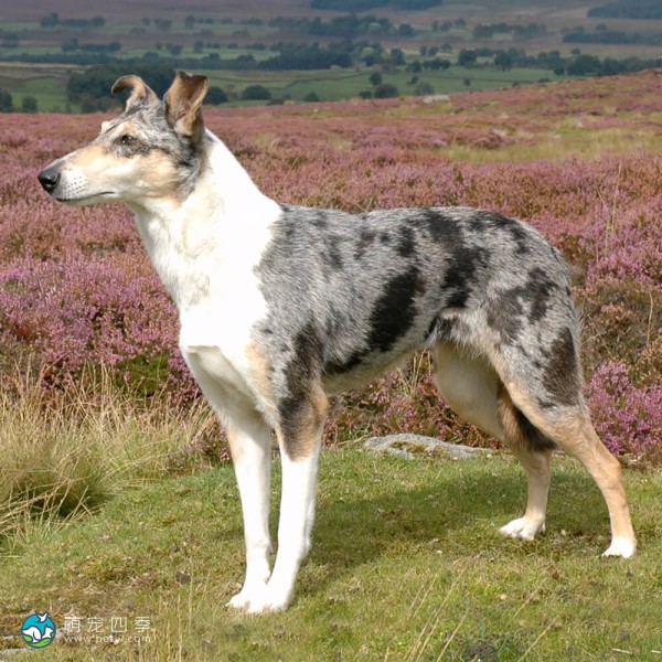 短毛柯利牧羊犬-1