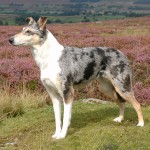 短毛柯利牧羊犬-缩略图-1