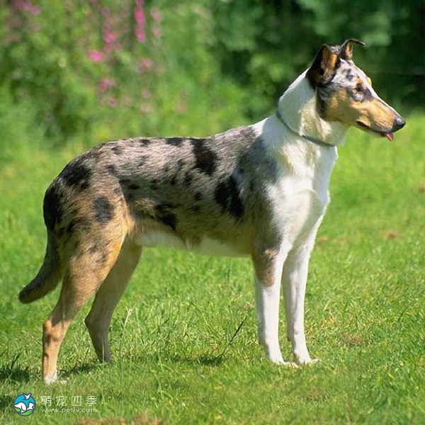 短毛柯利牧羊犬-2