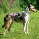 短毛柯利牧羊犬-缩略图-2