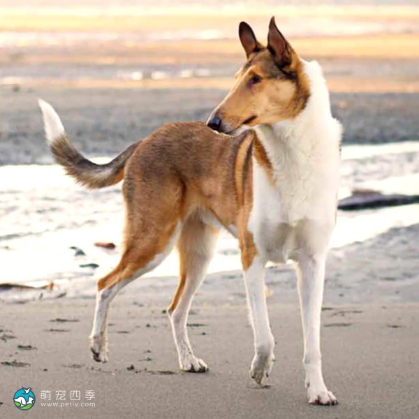 短毛柯利牧羊犬-3