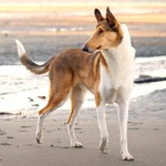 短毛柯利牧羊犬-缩略图-3