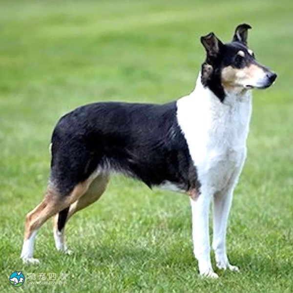 短毛柯利牧羊犬-4