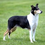 短毛柯利牧羊犬-缩略图-4