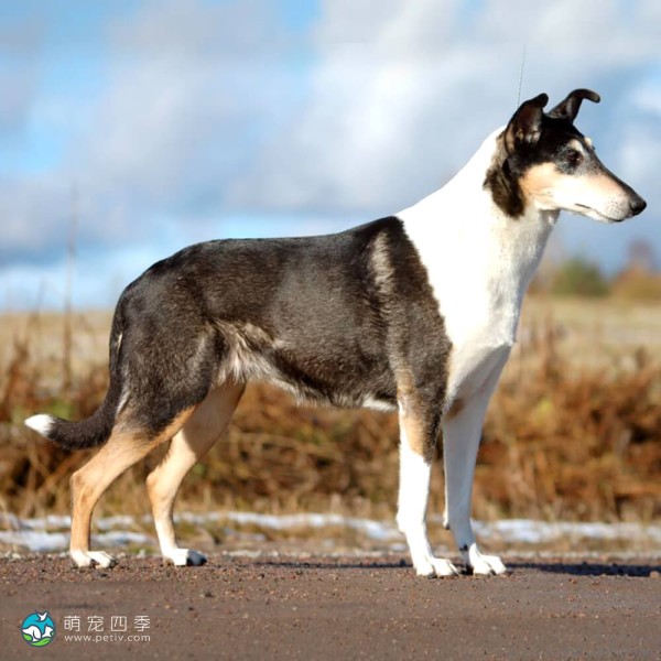 短毛柯利牧羊犬-5