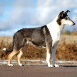 短毛柯利牧羊犬-缩略图-5