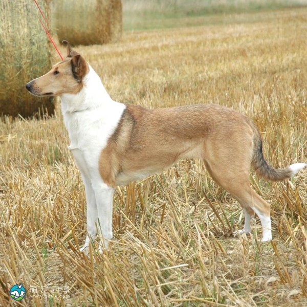 短毛柯利牧羊犬-6