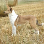 短毛柯利牧羊犬-缩略图-6