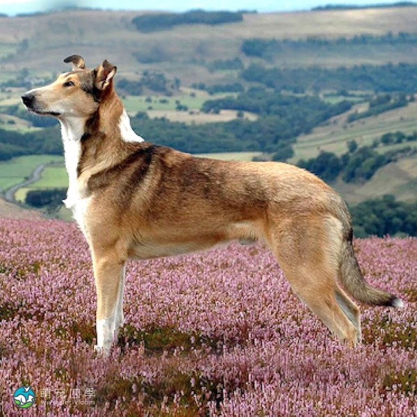 短毛柯利牧羊犬-7