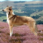 短毛柯利牧羊犬-缩略图-7